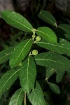 Ficus capreifolia