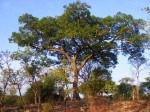 Ficus fischeri