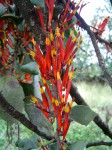 Agelanthus nyasicus