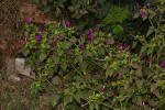 Mirabilis jalapa