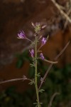 Cleome hirta