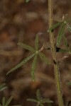 Cleome hirta