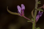 Cleome hirta