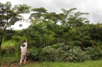 Albizia chinensis