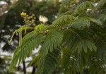 Albizia chinensis