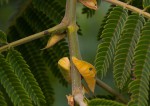 Albizia chinensis