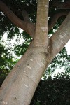 Albizia glaberrima var. glabrescens