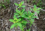 Euphorbia goetzei