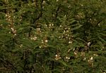 Acacia arenaria