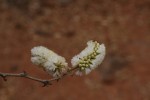 Acacia erubescens