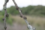 Acacia gerrardii var. gerrardii