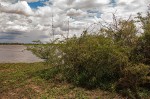 Acacia hebeclada subsp. chobiensis