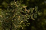 Acacia hereroensis