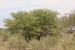 Acacia luederitzii var. luederitzii