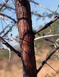 Acacia nebrownii