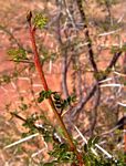 Acacia nebrownii