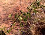 Acacia nebrownii