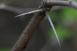 Acacia nilotica subsp. kraussiana