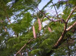 Acacia polyacantha subsp. campylacantha