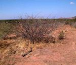 Acacia stuhlmannii