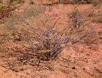 Acacia stuhlmannii