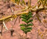 Acacia stuhlmannii