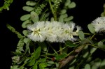 Acacia welwitschii subsp. delagoensis