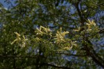 Acacia welwitschii subsp. delagoensis