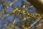 Acacia xanthophloea