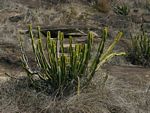 Euphorbia graniticola