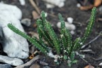 Euphorbia ambroseae var. ambroseae