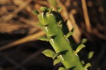 Euphorbia ambroseae var. ambroseae