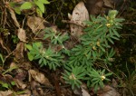 Crotalaria alexandri