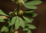 Crotalaria alexandri