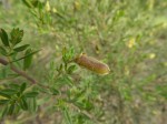 Crotalaria caudata