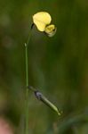 Crotalaria glauca