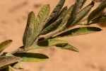 Crotalaria lachnocarpoides