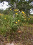 Crotalaria lachnophora