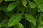 Crotalaria recta