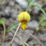 Crotalaria shirensis