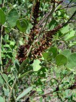 Indigofera arrecta