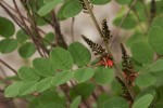 Indigofera arrecta