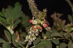 Indigofera spicata