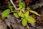 Commiphora neglecta