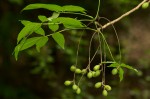 Commiphora zanzibarica