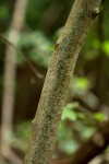 Commiphora zanzibarica