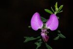 Polygala gazensis