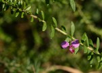 Polygala gazensis