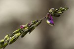 Polygala producta