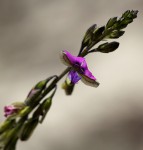 Polygala producta